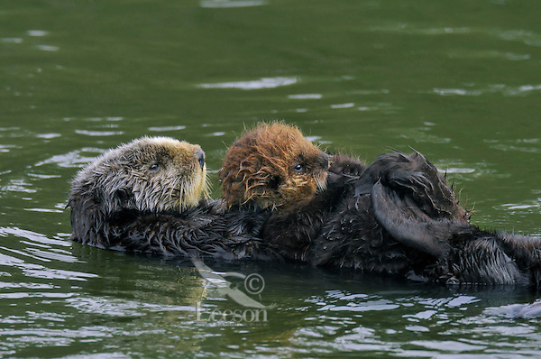 Sea Otter (Enhydra lutris) mother carrying young pup/baby. Young pups have light brown or yellowish fur called the "natal pelage." This fluffy fur helps the pup stay afloat before it learns the intricacies of swimming, and it will be completely replaced with dark brown adult fur by the time the pup is about three months old.