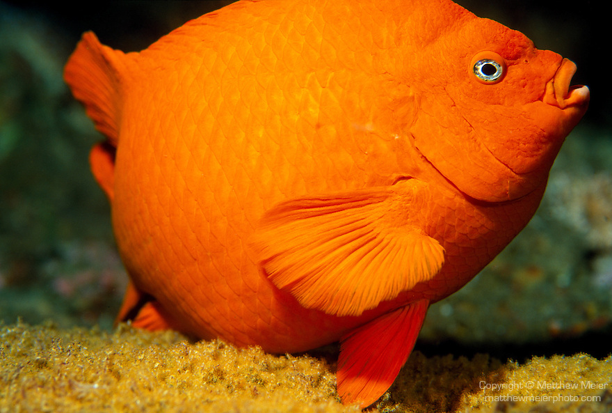 Santa Cruz Island, Channel Islands National Park and National Marine Sanctuary, California; a large, male Garibaldi (Hypsypops rubicundus) fish swims over it's nest of eggs for protection and circulation , Copyright © Matthew Meier, matthewmeierphoto.com All Rights Reserved