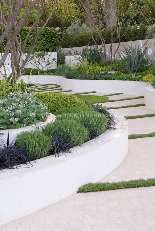 Garden Path with raised white wall beds and thymes in crevices in modern upscale garden with herbs, perennials, ornamental grasses, for classy effect in landscaping