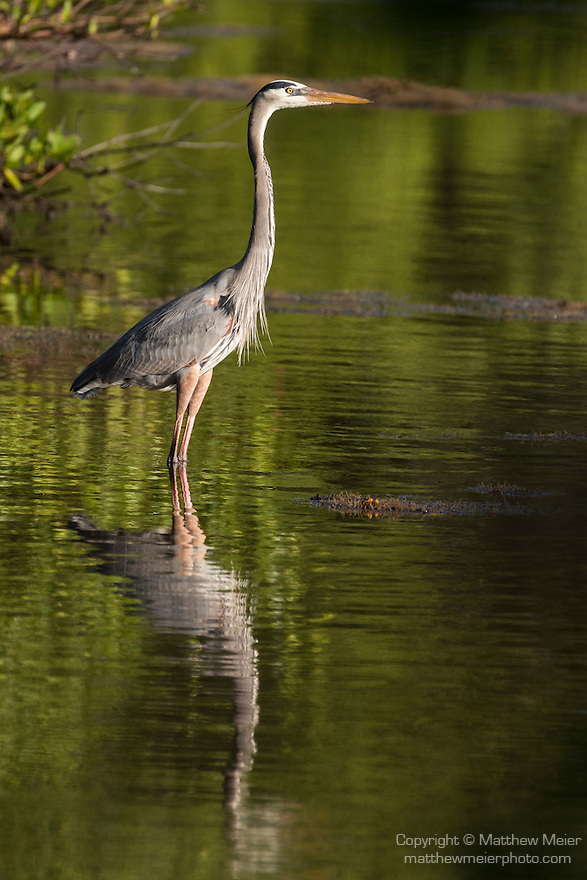 Ding Darling National Wildlife Refuge, Sanibel Island, Florida; a great blue heron standing in shallow water at the edge of the mangroves, looking for food, in early morning sunlight