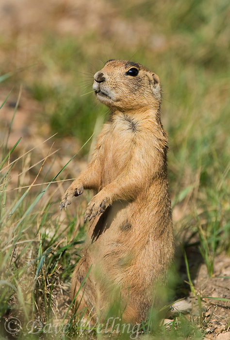 673030123 a wild utah prairie dog cynomys parvidens feeds and rests near its den in bryce canyon national park utah united states