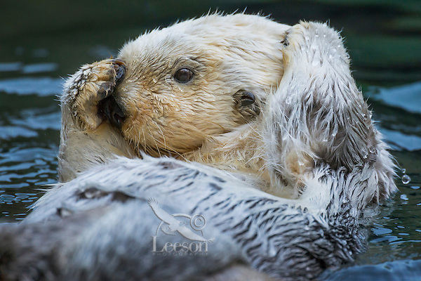 Sea Otter (Enhydra lutris) grooming. Keeping their fur clean is important to maintaining their core body temperature while living in the cold ocean water.