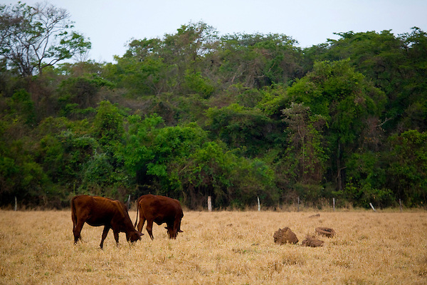 Sao Jose do Rio Preto_SP, Brasil...Programa Biota da Unesp, na foto pastagem de gado...The Biota program of Unesp, in this photo the cattle grazing.. .Foto: JOAO MARCOS ROSA / NITRO