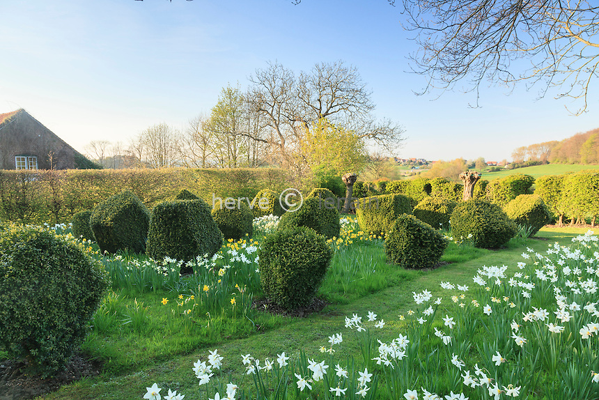 Jardin de la Ferme du Mont des Récollets: les "Berlingots de buis", jardin à la flamande d'esprit contemporain. Buis taillés en berlingots, narcisses<br />
'Mount Hood', 'cheefulness' (double), 'Yellow cheerfulness', Narcisses triandus 'Thalia'(blanc tardif), 'double Campernelle'(jaune), N. segovia(tardif, blanc pur, petit), N.'Jetfire'(à trompe orange sur fond jaune) // France, garden of Ferme du Mont des Récollets, "Berlingots de buis" garden, carved boxwood and narcissus