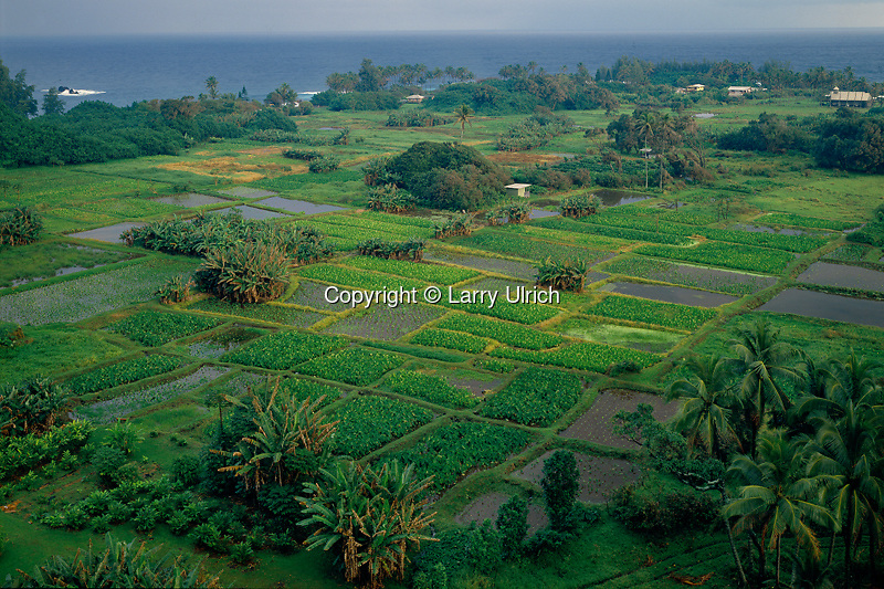 Taro farms on the Keanae Peninsula<br />
Hana Highway<br />
Island of Maui<br />
Hawaii