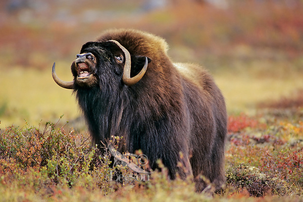 Muskox (Ovibos moschatus) bull checking the wind for a receptive female. Nunavut. Fall mating season.