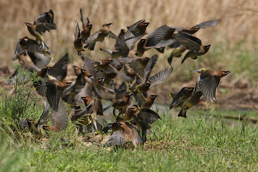This Cedar Waxwing flock or 'cluster' seems leaderless. But this haphazard flight take-off pattern starts when one of the birds sounds the alarm.<br />
It can be just about anything from my observations(that sets them off), and this flight pattern very much resembles a computer model of chaos..