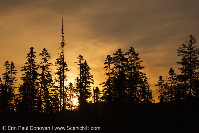Silhoutte of forest along the Kancamagus Highway in the White Mountains, New Hampshire USA.