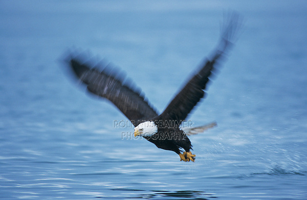 Bald Eagle, Haliaeetus leucocephalus,adult in flight with fish, Homer, Alaska, USA, March 2000