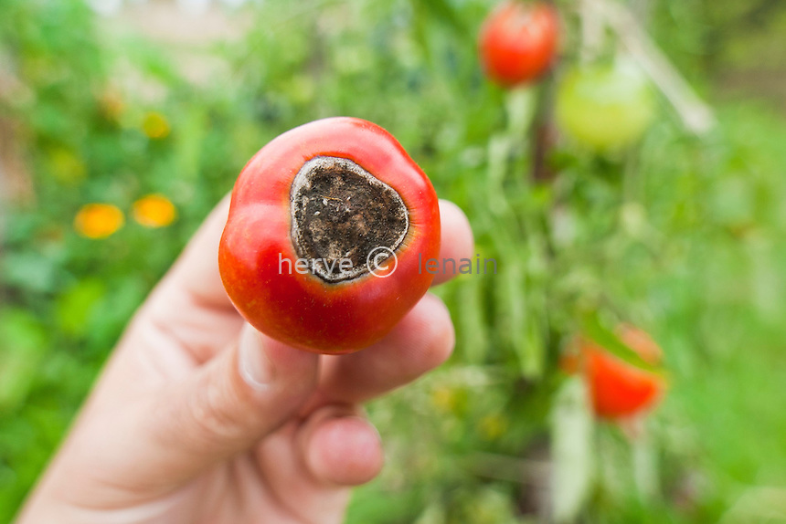 Cul noir ou nécrose apicale sur tomate. Accident physiologique dû généralement à un manque de calcium dans le fruit et accentué par une alimentation irrégulière en eau // tomato with Blossom End Rot, Physiological accident owed generally to an irregular supply in water and a lack of calcium in the fruit.