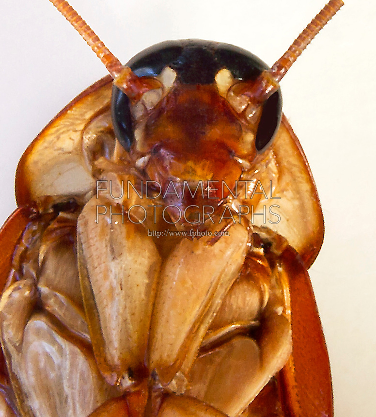 INSECTS<br />
Cockroach Face, Macro<br />
Close up of anterior ventral side of cockroach.