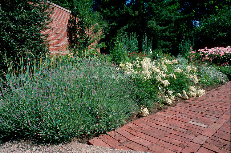 Fragrance garden plants Lavandula angustifolia English lavender herb in flower next to brick path walkway, herb garden landscaping, with paeonia peonies Pink Tranquility in rear, brick wall, shrubs, evergreen trees, garden beds