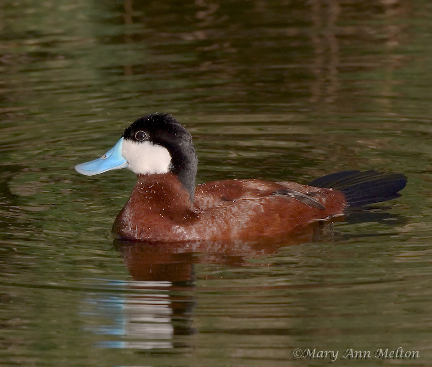 Ruddy Duck in breeding coloration, Sweetwater Wetlands, Tucson, Arizona