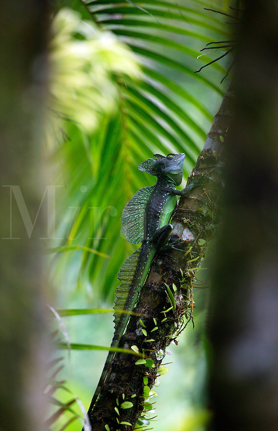 A male Green Basilisk Lizard, also known as a Jesus Christ Lizard because of their ability to walk on water, Tabacon Hot Spring Resort and Spa, Costa Rica. (Basiliscus plumifrons