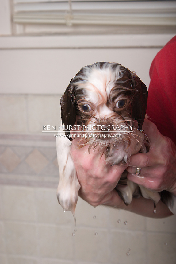 Baby Shih Tzu Puppy dripping dry after that terrible bath!