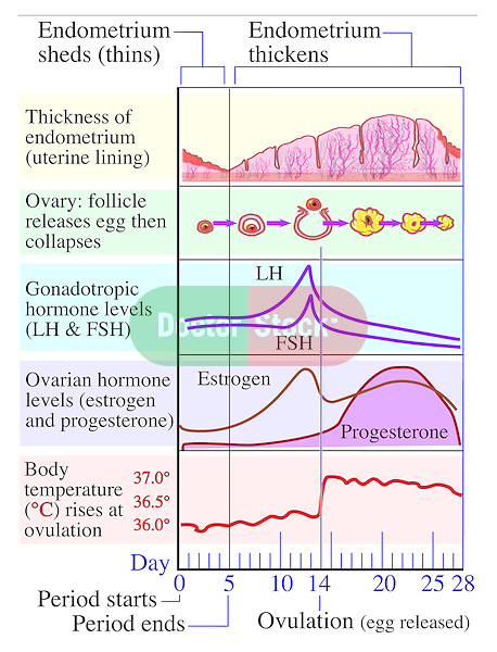 Menstrual Cycle Hormone Chart