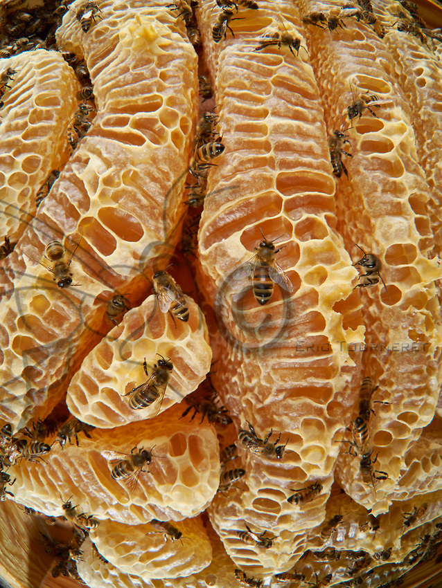 Bees on the honey combs of a natural wax construction. The making of the honey by the bee begins in its crop during its flight back to the hive, thanks to an enzyme that transforms the sucrose into glucose and fructose. Arriving in the hive, the foraging bee regurgitates the nectar into a recipient bee. Then the long task of dehydrating the soon to be honey begins. To do so, it is placed as a fine film on the inner walls of the cells and is fanned by the worker bees to cause the evaporation of the excess water. When the honey has reached the required degree of moisture, it is transferred to other cells that will be sealed.<br />
Abeilles sur les rayons de miel d’une construction naturelle de cire. L’élabore du miel par l’abeille commence dans son jabot lors de son vol de retour à la ruche, grâce à une enzyme qui transforme le saccharose en glucose et en fructose. Arrivée à la ruche, la butineuse régurgite le nectar que recueille une receveuse. Commence alors un long travail de manipulation, destiné à déshydrater cette ébauche de miel. Pour cela, il est déposé par fines pellicules sur la paroi interne des cellules, et il est ventilé par les ouvrières pour provoquer l’évaporation de l’excédent d’eau. Lorsque le miel a atteint le degré d’humidité requise, il est transféré dans d’autres alvéoles qui seront operculées.