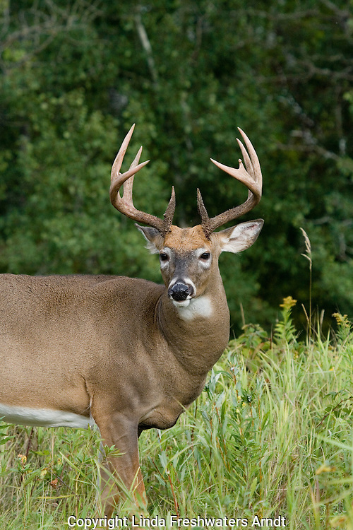 White-tailed buck(s) (Odocoileus virginianus) in fall