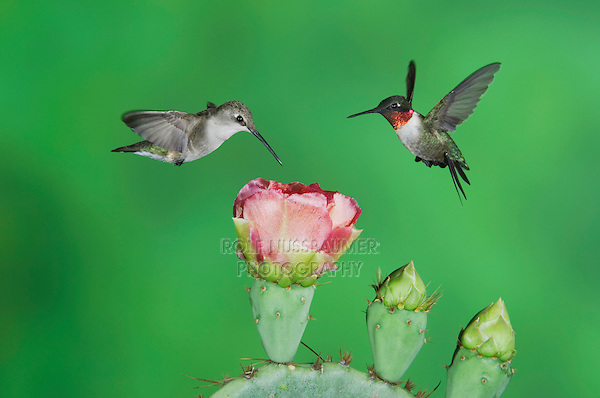 Ruby-throated Hummingbird, Archilochus colubris, male and female in flight feeding on Texas Prickly Pear Cactus (Opuntia lindheimeri), Uvalde County, Hill Country, Texas, USA