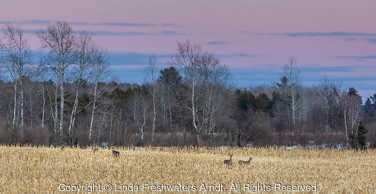 Whitetails in a cornfield in northern Wisconsin.