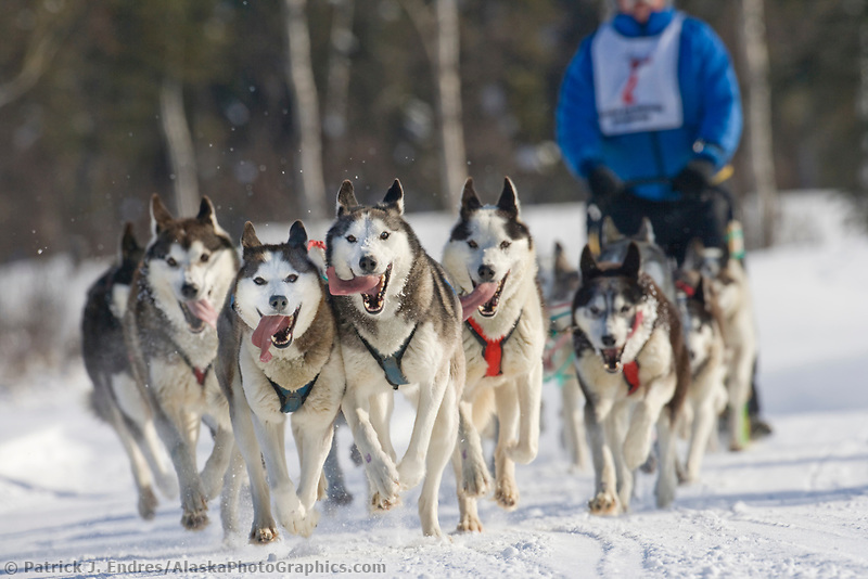 Siberian husky sled team | AlaskaPhotoGraphics.com