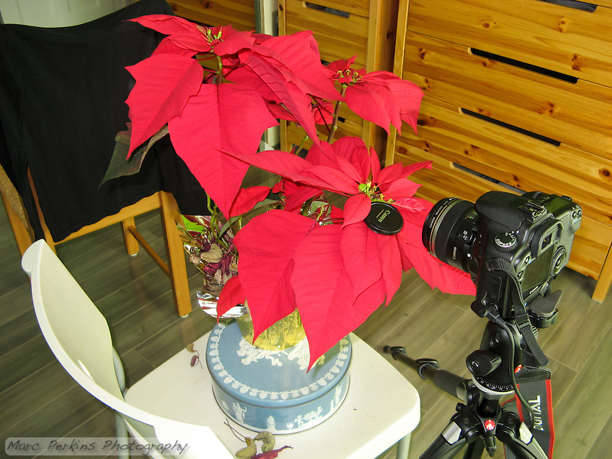 This image shows the setup for one of my poinsettia flower closeup images. My Canon 30D is sitting on my Manfrotto tripod with a cable release and my 60mm EFS lens pointing at a poinsettia that has a mature female flower emerging from the involucre. Behind the potted plant is a chair with a black T-shirt hanging on it to act as a background.