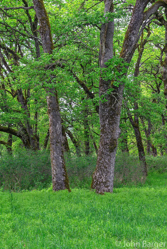 ORWVS_D111 - USA, Oregon, Sauvie Island Wildlife Area, Grove of Oregon white oak trees above spring flora at Oak Island.