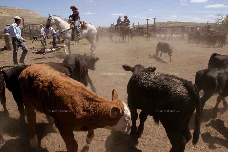 Roping new calves for branding, family, friends and neighbors get together to help brand new calves on the Fritz ranch. It is an all day affair of hard work that ends in an evening of story-telling and sharing a meal together.