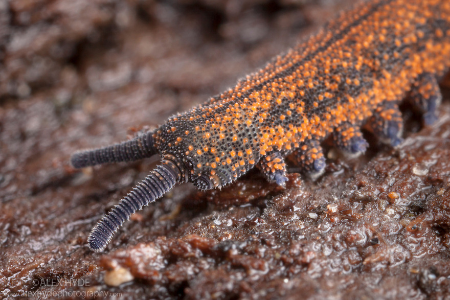Velvet Worm {Peripatus novaezealandiae}. Velvet Worms are known as 'living fossils', having remained the same for approximately 570 million years. New Zealand. Captive.
