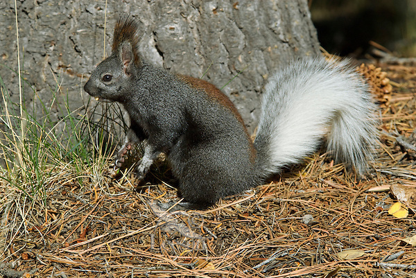 Kaibab Squirrel (Sciurus aberti Kaibabensis)