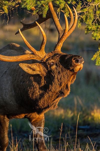 Rocky Mountain Elk Bull (Cervus canadensis nelsoni) acting aggressive. Northern Rockies. October.