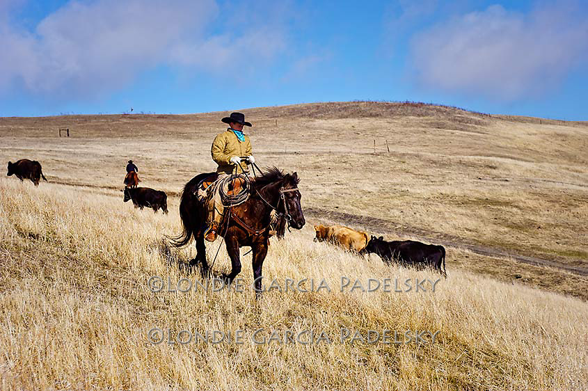 Cowboy riding the wide open range.Cattle roundup at the Spring Ranch at Shandon, California