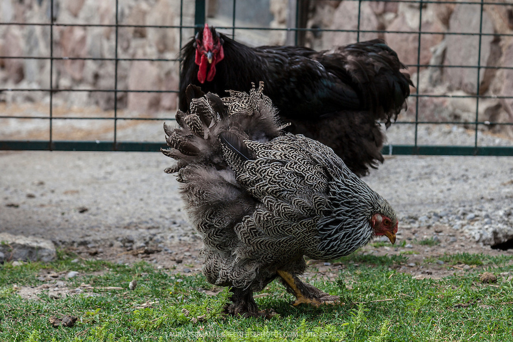 Black Jersey Giant and Dark Brahma hens GreenFuse Photos Garden