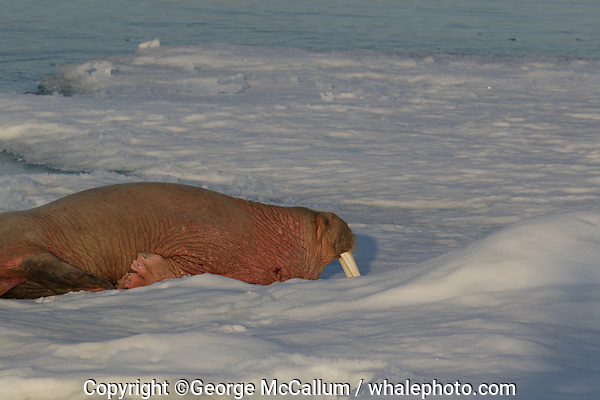 Male Atlantic Walrus, Odobenus rosmarus resting on Icefloe in Fjord near land. Storfjordrenna, Edgeoya,Svalbard Archipelago, Arctic Ocean