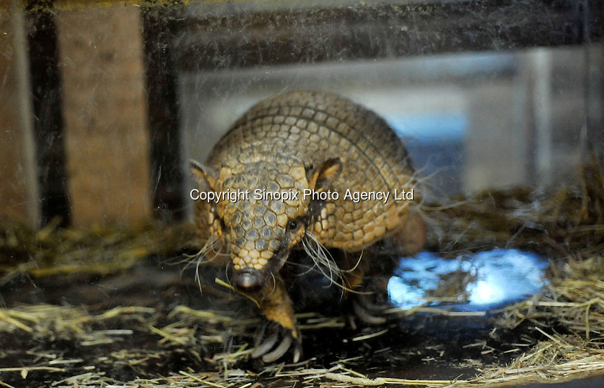 An Armiddillo at the Noah Inner City Zoo (pet shop) for sale at 380,000 yen (4200 US$). The Noah Inner City Zoo is a pet shop that sells exotic animals. The 'zoo' claims to have more than 300 species for sale, many of which are rare and some are even endangered.