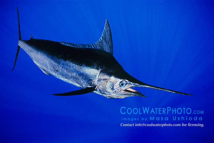 Indo-Pacific blue marlin, aka au in Hawaiian and kajiki in Japanese, Makaira nigricans, Kona Coast, Big Island, Hawaii, USA, Pacific Ocean, digital composite