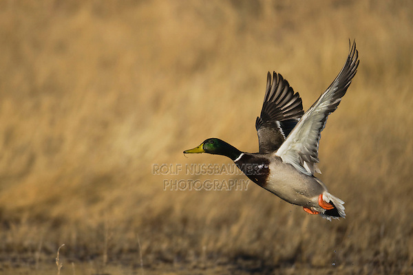 Mallard (Anas platyrhynchos), male taking off, Bosque del Apache National Wildlife Refuge , New Mexico, USA,
