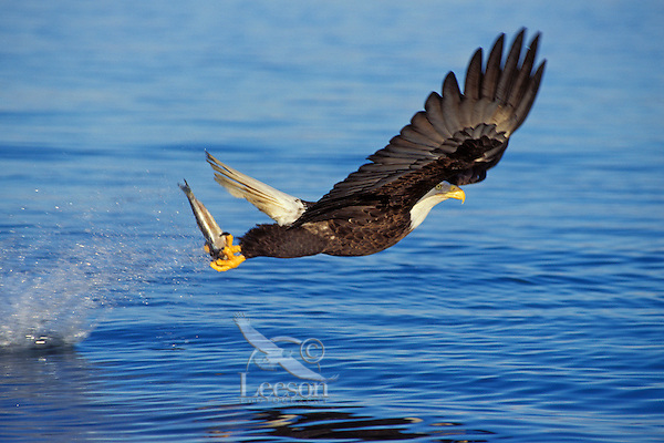 Bald eagle (Haliaeetus leucocephalus) fishing.