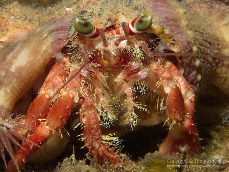 Kenting, Taiwan -- Close-up of an anemone crab (Dardanus pedunculatus) at night.<br />
<br />
Dardanus pedunculatus is probably the most common species of hermit crab, easily identified by the red and white eye stalks and the green eyes.<br />
<br />
The shell is nearly always covered with small sea anemones. When disturbed, the sea anemones retreat.<br />
<br />
The symbiotic relationship between the crab and the anemones provides camouflage for the crab and allows the sea anemones to feed at different locations when the crab moves around.