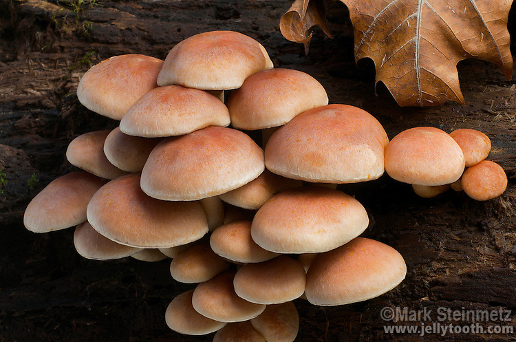 Brick Cap (Hypholoma sublateritium) mushroom cluster on a decaying hardwood log, Ohio. Late season mushroom widely distributed across North America. Edible, but sometimes reported as bitter.