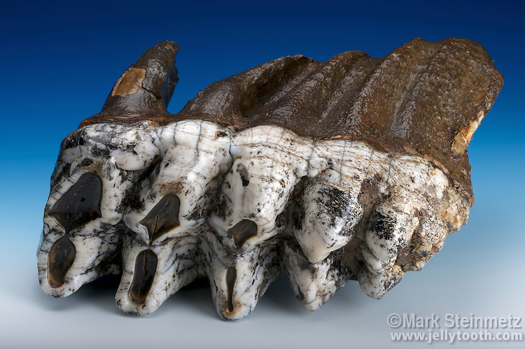 Tooth from an American Mastodon (Mammut americium) discovered in Ohio, USA. American Mastodons roamed North America until their extinction approximately 11,000 to 10,000 years ago.