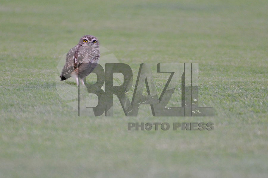 SÃO PAULO, SP, 23 DE FEVEREIRO DE 2013 - CAMPEONATO PAULISTA - SÃO PAULO x LINENSE: Coruja no gramado do Morumbi durante partida São Paulo x Linense, válida pela 9ª rodada do Campeonato Paulista de 2013, disputada no estádio do Morumbi em São Paulo. FOTO: LEVI BIANCO - BRAZIL PHOTO PRESS.