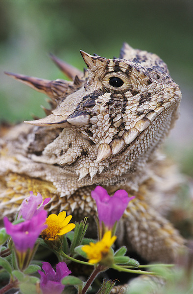 Texas Horned Lizard, Phrynosoma cornutum, adult with flowers, Lake Corpus Christi, Texas, USA, April 2003