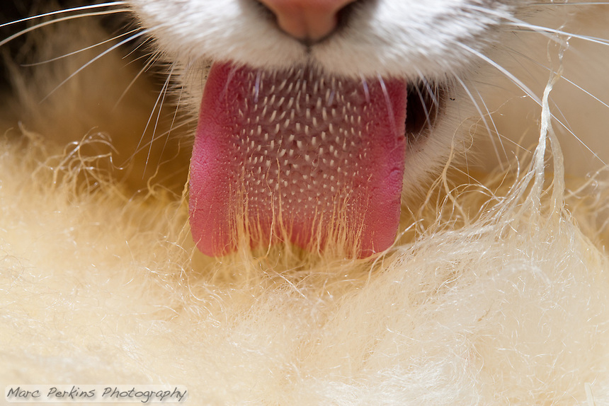 A closeup of a cat's tongue from straight-on as the cat licks a sheepskin rug. Numerous barbs (spines; filiform papillae) are clearly visible across the width of the tongue. The papillae are largest in the middle of the tongue, and get progressive smaller towards the edges of the tongue. See the cropped version of this image for more detail on the tongue.