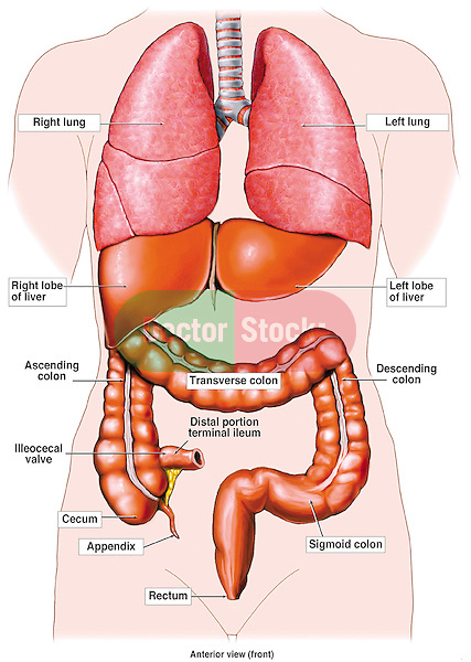 This full color medical illustration consists of a silhouette of a figure with the lungs, trachea, liver and large intestine visible in an anterior (front) view...