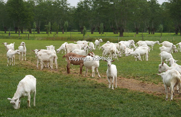 Foto: VidiPhoto<br />
<br />
MAARSBERGEN – De 1200 hagelwitte biologische melkgeiten van Ton van Wolfswinkel uit Maarsbergen zijn misschien wel de meest gefotografeerde geiten van Nederland. Het bedrijf van de bioboer, die ook nog 12.000 biologisch kippen heeft, ligt langs een populaire fiets/motorroute waar vooral nu in coronatijd veel gebruik van wordt gemaakt. De dieren kunnen buiten scharrelen wanneer ze willen. Tweemaal per dag worden ze gemolken. Naar bio-geitenmelk is volgens de Van Wolfwinkel op dit moment veel vraag. Behalve dat de vraag van consumenten naar duurzaam voedsel flink stijgt, wordt geitenmelk ook steeds vaker gebruikt voor babyvoeding. Nederland telt op dit moment 50 biologische geitenhouders, verenigd in de Organic Goatmilk Coöperatie. Doordat de vraag naar biologische geitenmelk toeneemt, is er ook ruimte voor uitbreiding van het aantal producenten.