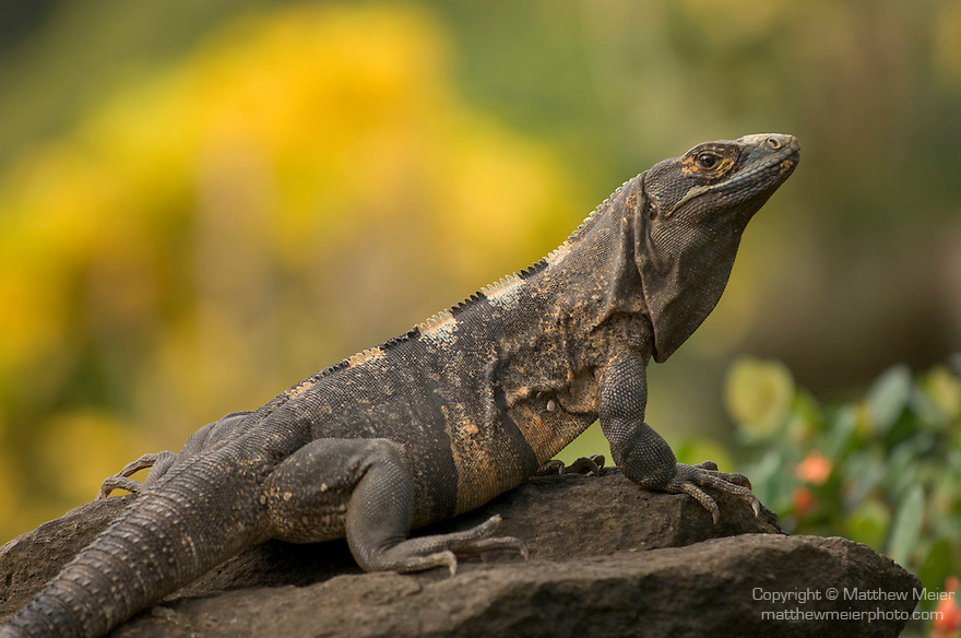 Ocotal, Guanacaste, Costa Rica; Green Iguana (Iguana iguana) , Copyright © Matthew Meier, matthewmeierphoto.com All Rights Reserved