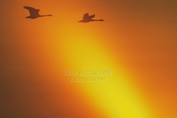 Tundra Swan (Cygnus columbianus), pair in flight at sunset, Raleigh, Wake County, North Carolina, USA