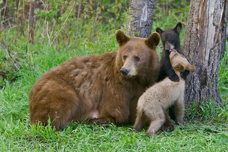 Cinnamon Black Bear cubs wrestling by their mother