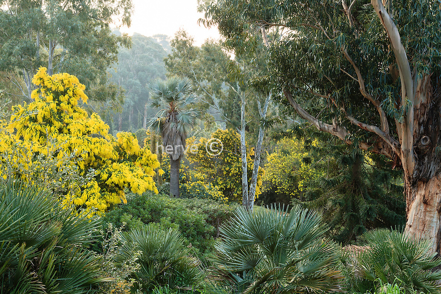 Le domaine du Rayol en février : Acacia dealbata ‘Le Gaulois’, eucalytus, derrière Washingtonia filifera...<br />
<br />
(mention obligatoire du nom du jardin & pas d'usage publicitaire sans autorisation préalable)